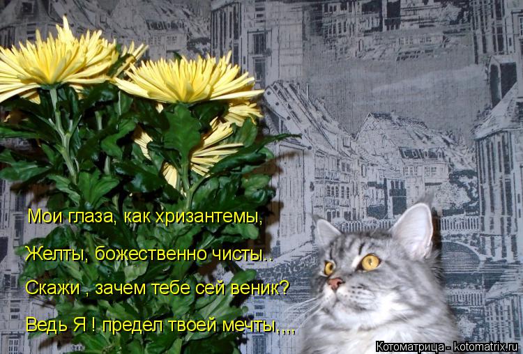 Мои глаза, как хризантемы, Мои глаза, как хризантемы, Желты, божественно чисты.. Скажи , зачем тебе с... Котоматрица: Мои глаза, как хризантемы, Мои глаза, как хризантемы, Желты, божественно чисты.. Скажи , зачем тебе сей веник? Ведь Я ! предел твоей мечты,,,,