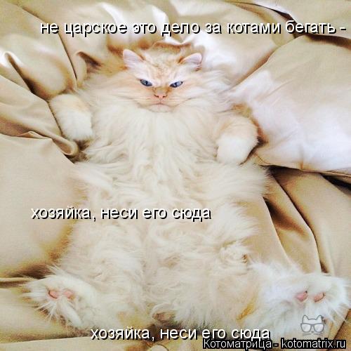 не царское это дело за котами бегать - хозяйка, неси его сюда хозяйка, неси его сюда... Котоматрица: не царское это дело за котами бегать - хозяйка, неси его сюда хозяйка, неси его сюда