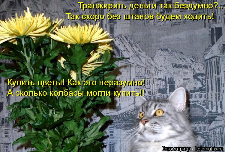 Транжирить деньги так бездумно?... Так скоро без штанов будем ходить! Купить цветы! Как это неразумно... Котоматрица: Транжирить деньги так бездумно?... Так скоро без штанов будем ходить! Купить цветы! Как это неразумно! А сколько колбасы могли купить!!
