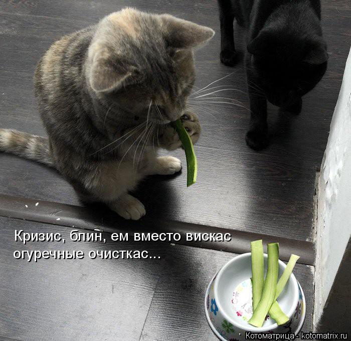 Кризис, блин, ем вместо вискас огуречные очисткас...... Котоматрица: Кризис, блин, ем вместо вискас огуречные очисткас...