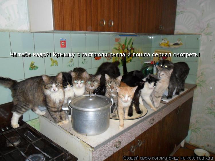 Чё тебе надо?! Крышку с кастрюли сняла и пошла сериал смотреть!... Котоматрица: Чё тебе надо?! Крышку с кастрюли сняла и пошла сериал смотреть!