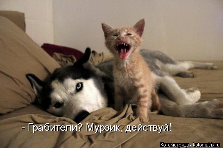 - Грабители? Мурзик, действуй!... Котоматрица: - Грабители? Мурзик, действуй!