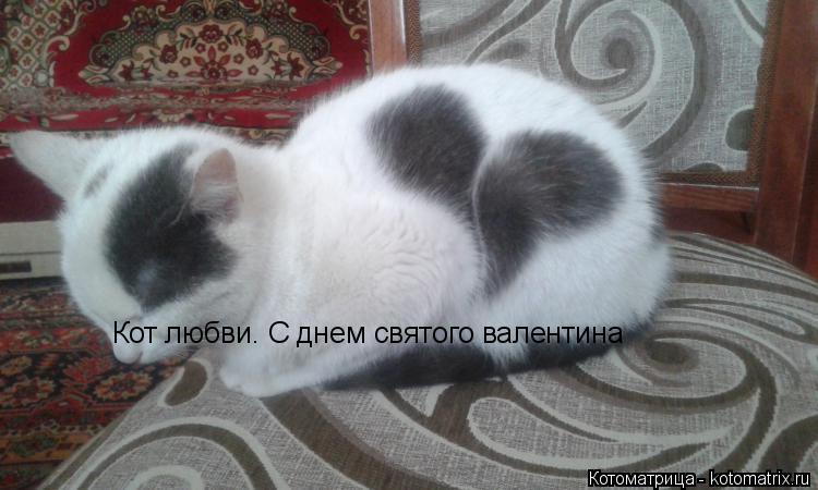 Кот любви. С днем святого валентина... Котоматрица: Кот любви. С днем святого валентина