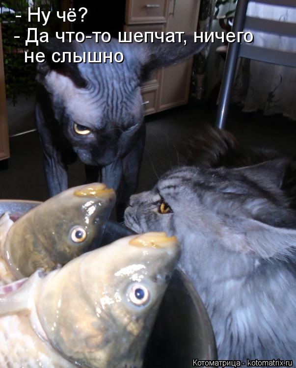 - Ну чё? - Да что-то шепчат, ничего не слышно... Котоматрица: - Ну чё? - Да что-то шепчат, ничего не слышно