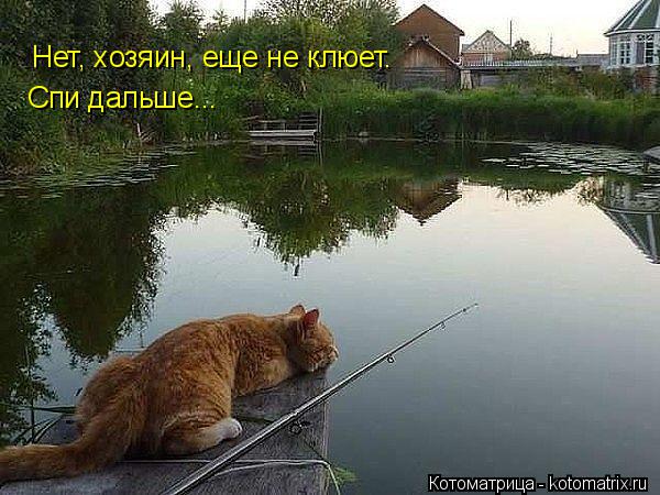 Нет, хозяин, еще не клюет. Спи дальше...... Котоматрица: Нет, хозяин, еще не клюет. Спи дальше...