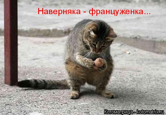 Наверняка - француженка...... Котоматрица: Наверняка - француженка...