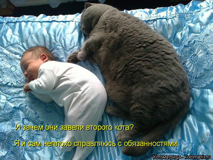 Я и сам неплохо справляюсь с обязанностями. И зачем они завели второго кота?... Котоматрица: Я и сам неплохо справляюсь с обязанностями. И зачем они завели второго кота?