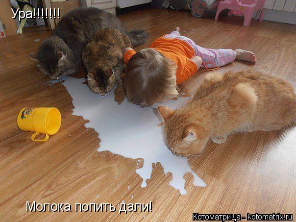 Ура!!!!!!! Молока попить дали!... Котоматрица: Ура!!!!!!! Молока попить дали!