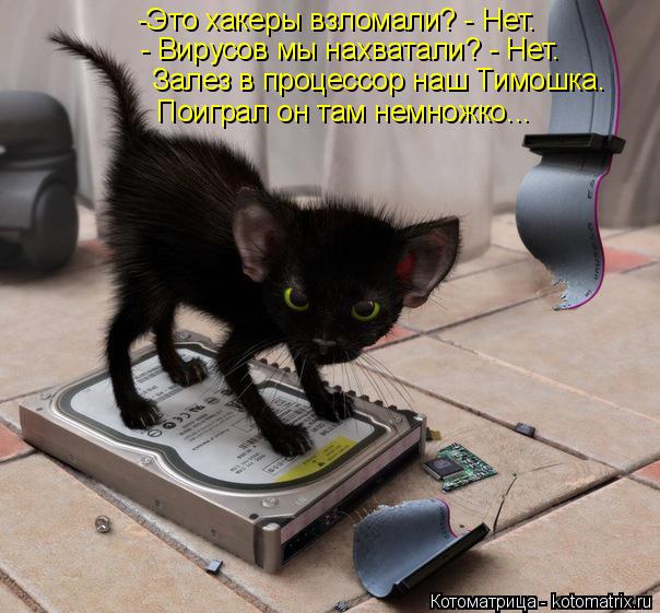 -Это хакеры взломали? - Нет. - Вирусов мы нахватали? - Нет. Залез в процессор наш Тимошка. Залез в пр... Котоматрица: -Это хакеры взломали? - Нет. - Вирусов мы нахватали? - Нет. Залез в процессор наш Тимошка. Залез в процессор наш Тимошка. Поиграл он там немножк
