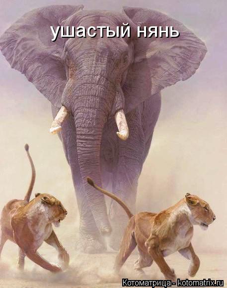 ушастый нянь... Котоматрица: ушастый нянь