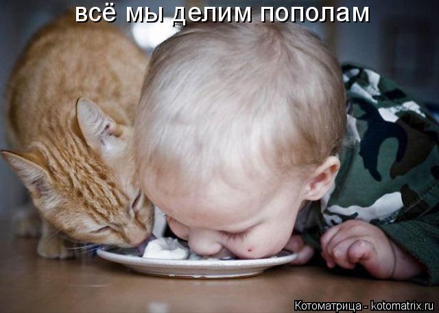 всё мы делим пополам... Котоматрица: всё мы делим пополам