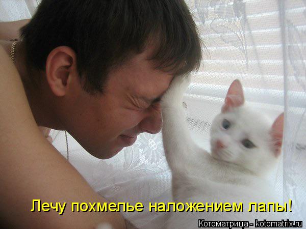 Лечу похмелье наложением лапы!... Котоматрица: Лечу похмелье наложением лапы!
