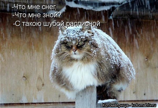 -Что мне снег, -Что мне зной? -С такою шубой расписной... Котоматрица: -Что мне снег, -Что мне зной? -С такою шубой расписной