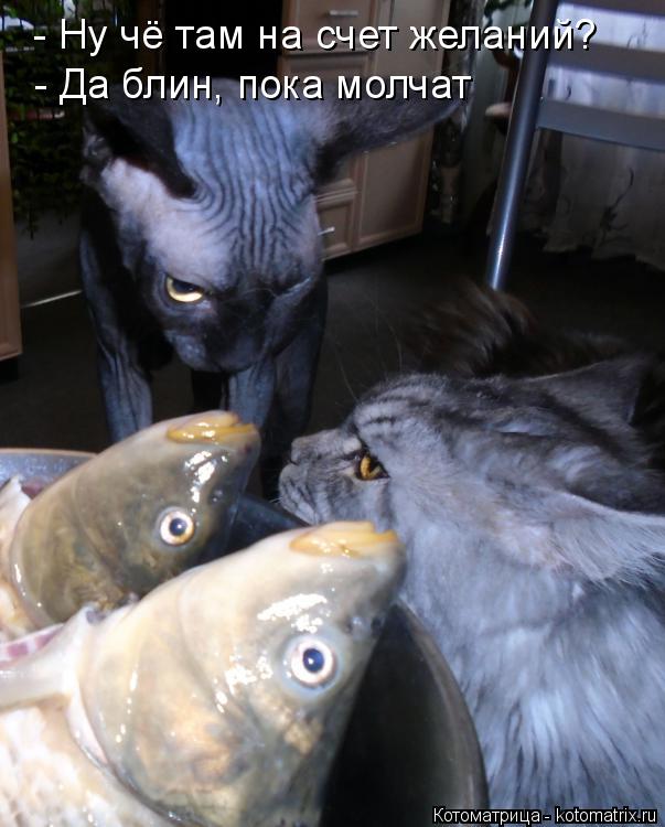 - Ну чё там на счет желаний? - Да блин, пока молчат... Котоматрица: - Ну чё там на счет желаний? - Да блин, пока молчат