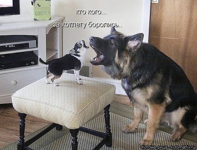 кто кого... за котлету боролись..... Котоматрица: кто кого... за котлету боролись..