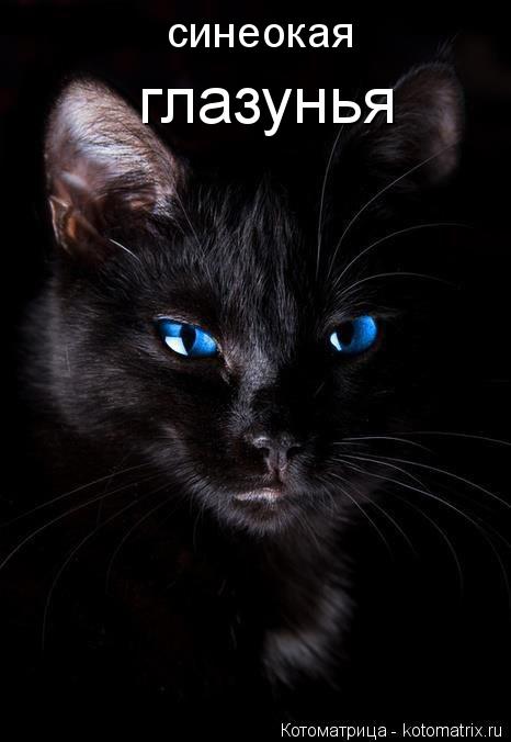 глазунья синеокая... Котоматрица: глазунья синеокая
