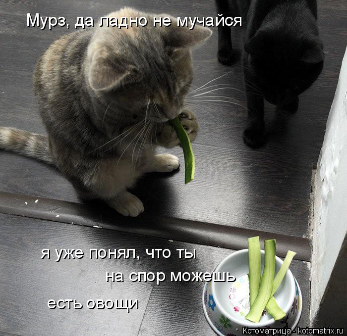 Котоматрица: Мурз, да ладно не мучайся  я уже понял, что ты на спор можешь  есть овощи