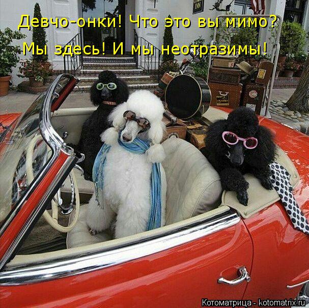 Девчо-онки! Что это вы мимо? Мы здесь! И мы неотразимы!... Котоматрица: Девчо-онки! Что это вы мимо? Мы здесь! И мы неотразимы!