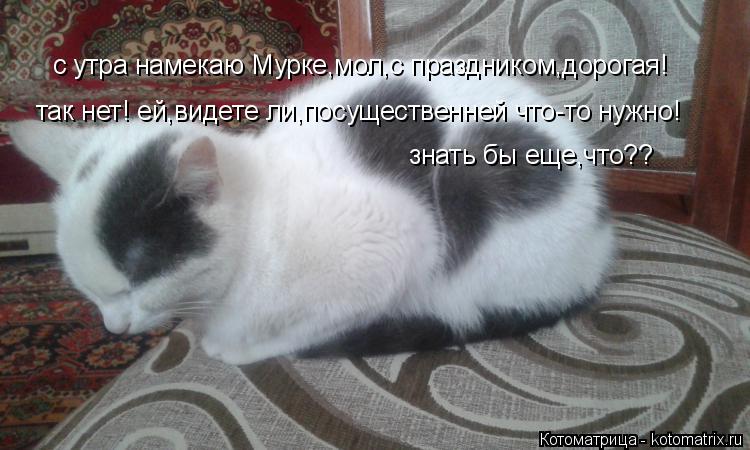 с утра намекаю Мурке,мол,с праздником,дорогая! так нет! ей,видете ли,посущественней что-то нужно! зна... Котоматрица: с утра намекаю Мурке,мол,с праздником,дорогая! так нет! ей,видете ли,посущественней что-то нужно! знать бы еще,что??
