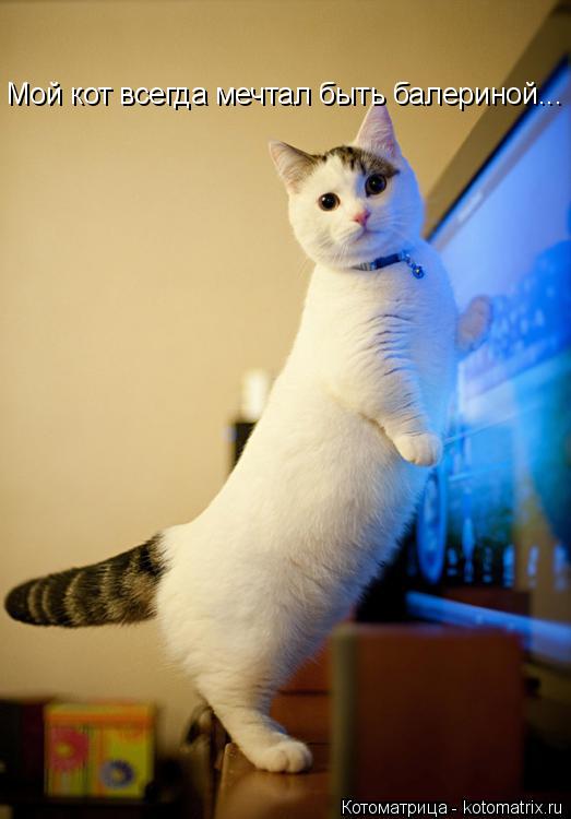 Котоматрица: Мой кот всегда мечтал быть балериной...