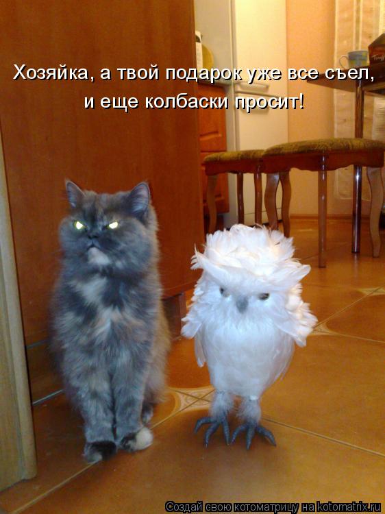 Хозяйка, а твой подарок уже все съел, и еще колбаски просит!... Котоматрица: Хозяйка, а твой подарок уже все съел, и еще колбаски просит!