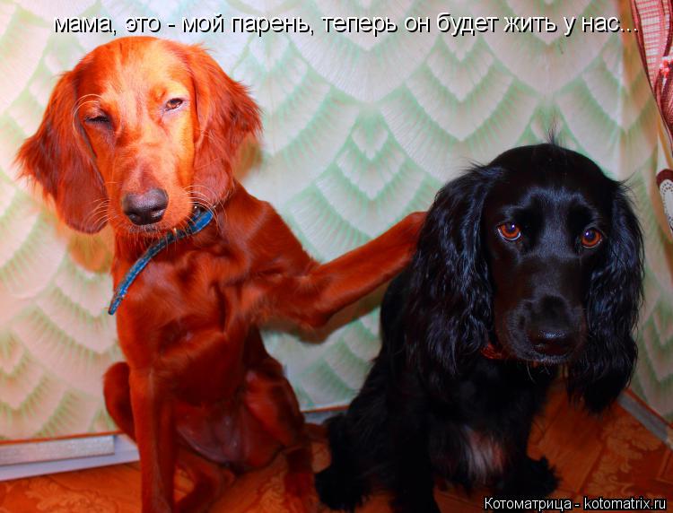 мама, это - мой парень, теперь он будет жить у нас...... Котоматрица: мама, это - мой парень, теперь он будет жить у нас...