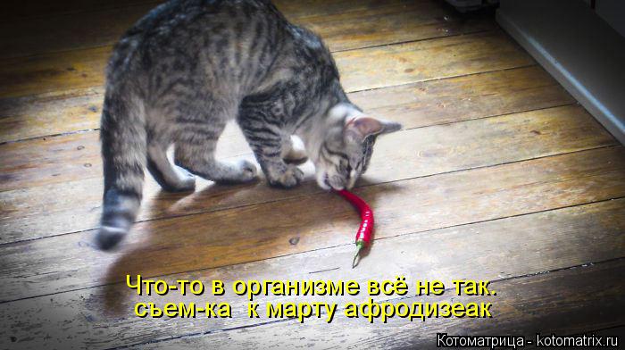 Что-то в организме всё не так. съем-ка к марту афродизеак... Котоматрица: Что-то в организме всё не так. съем-ка к марту афродизеак