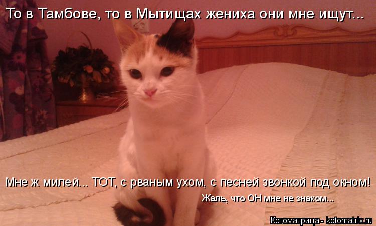Котоматрица: Мне ж милей... ТОТ, с рваным ухом, с песней звонкой под окном! Жаль, что ОН мне не знаком... То в Тамбове, то в Мытищах жениха они мне ищут...