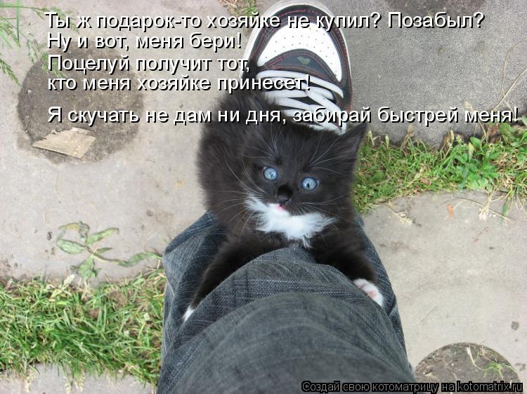 Котоматрица: Ты ж подарок-то хозяйке не купил? Позабыл? Ну и вот, меня бери!  Поцелуй получит тот,  кто меня хозяйке принесет! Я скучать не дам ни дня, забира