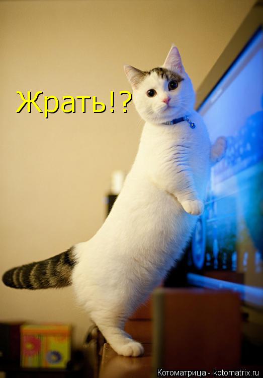 Жрать!?... Котоматрица: Жрать!?