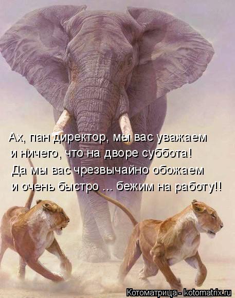Ах, пан директор, мы вас уважаем и ничего, что на дворе суббота! Да мы вас чрезвычайно обожаем и очен... Котоматрица: Ах, пан директор, мы вас уважаем и ничего, что на дворе суббота! Да мы вас чрезвычайно обожаем и очень быстро ... бежим на работу!!