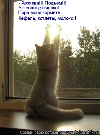 - Хозяева!!! Подъем!!! Уж солнце высоко! Пора меня кормить. Кефаль, котлеты, молоко!!!... Котоматрица: - Хозяева!!! Подъем!!! Уж солнце высоко! Пора меня кормить. Кефаль, котлеты, молоко!!!