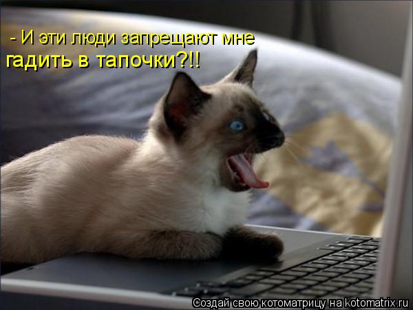 Котоматрица: - И эти люди запрещают мне  гадить в тапочки?!!