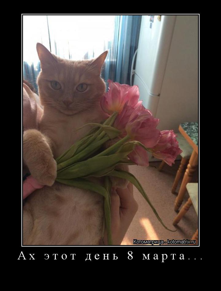 Котоматрица: Ах этот день 8 марта... 