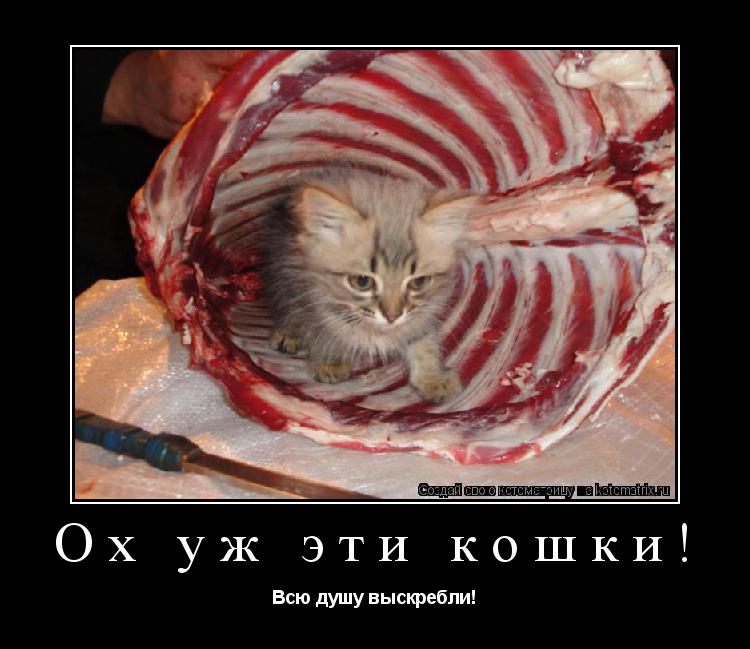 Ох уж эти кошки! Всю душу выскребли!... Котоматрица: Ох уж эти кошки! Всю душу выскребли!