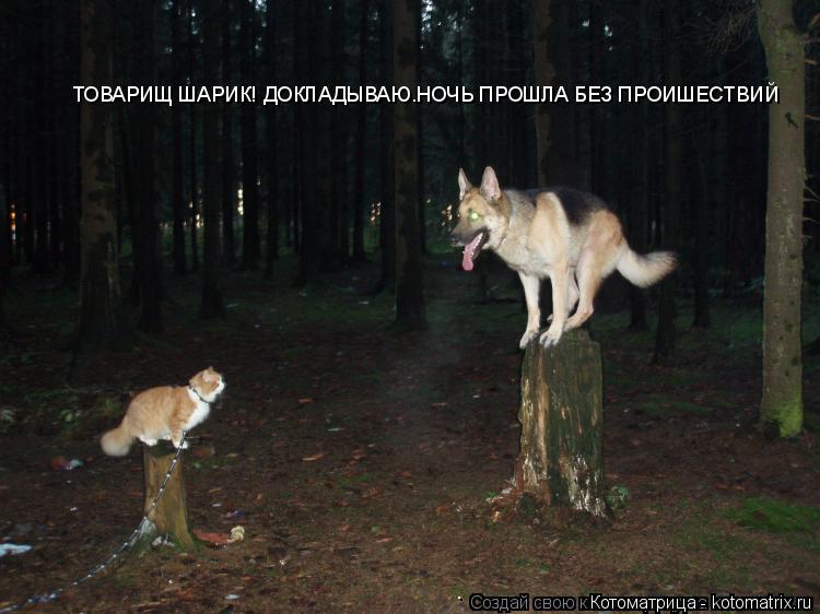 Котоматрица: ТОВАРИЩ ШАРИК! ДОКЛАДЫВАЮ.НОЧЬ ПРОШЛА БЕЗ ПРОИШЕСТВИЙ