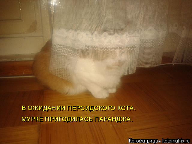 В ОЖИДАНИИ ПЕРСИДСКОГО КОТА. МУРКЕ ПРИГОДИЛАСЬ ПАРАНДЖА.... Котоматрица: В ОЖИДАНИИ ПЕРСИДСКОГО КОТА. МУРКЕ ПРИГОДИЛАСЬ ПАРАНДЖА.