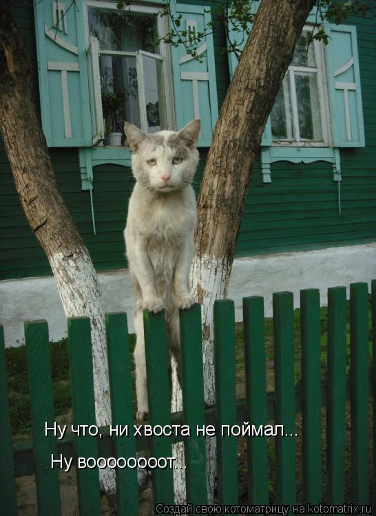 Ну что, ни хвоста не поймал... Ну воооооооот...... Котоматрица: Ну что, ни хвоста не поймал... Ну воооооооот...