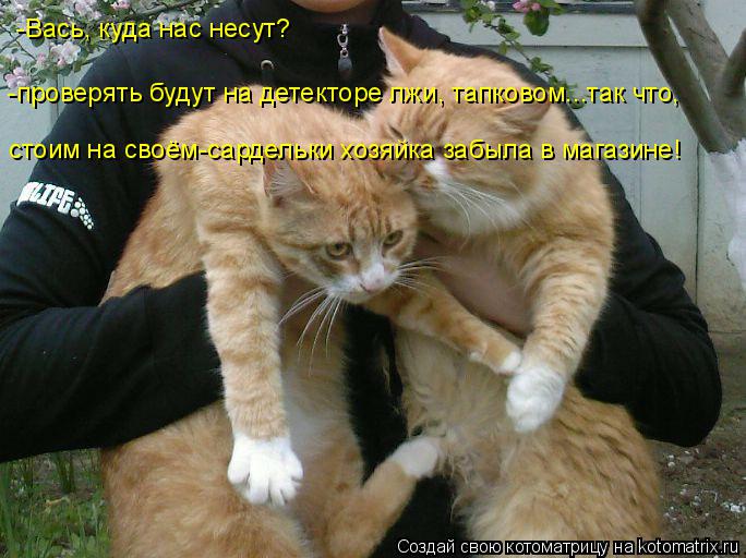 -Вась, куда нас несут? стоим на своём-сардельки хозяйка забыла в магазине! -проверять будут на детект... Котоматрица: -Вась, куда нас несут? стоим на своём-сардельки хозяйка забыла в магазине! -проверять будут на детекторе лжи, тапковом...так что,