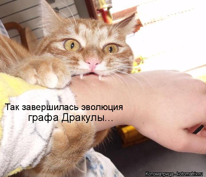 Так завершилась эволюция графа Дракулы...... Котоматрица: Так завершилась эволюция графа Дракулы...
