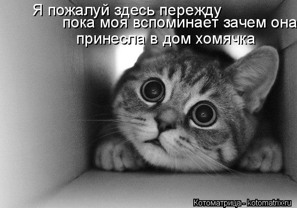 Я пожалуй здесь пережду пока моя вспоминает зачем она принесла в дом хомячка... Котоматрица: Я пожалуй здесь пережду пока моя вспоминает зачем она принесла в дом хомячка