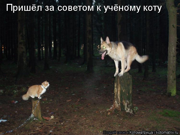 Пришёл за советом к учёному коту... Котоматрица: Пришёл за советом к учёному коту