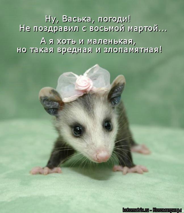 Ну, Васька, погоди! Не поздравил с восьмой мартой... А я хоть и маленькая, но такая вредная и злопам... Котоматрица: Ну, Васька, погоди! Не поздравил с восьмой мартой... А я хоть и маленькая, но такая вредная и злопамятная!