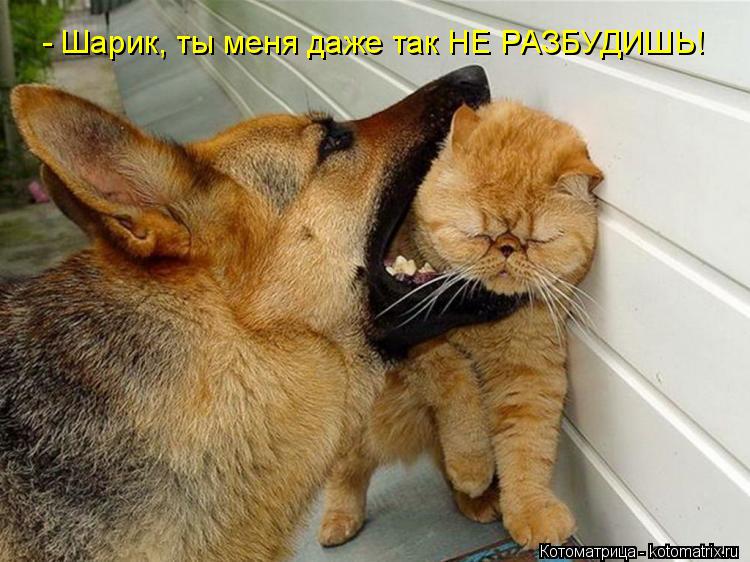 - Шарик, ты меня даже так НЕ РАЗБУДИШЬ!... Котоматрица: - Шарик, ты меня даже так НЕ РАЗБУДИШЬ!