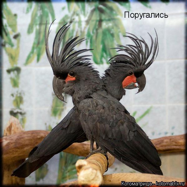 Котоматрица: Поругались