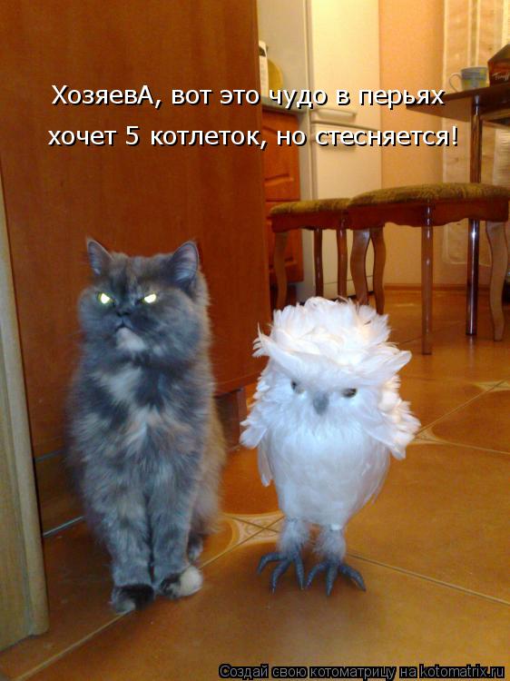 хочет 5 котлеток, но стесняется! ХозяевА, вот это чудо в перьях... Котоматрица: хочет 5 котлеток, но стесняется! ХозяевА, вот это чудо в перьях