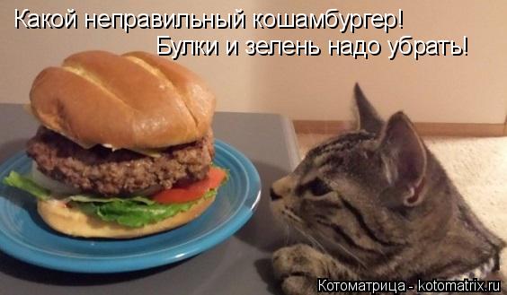 Какой неправильный кошамбургер! Булки и зелень надо убрать!... Котоматрица: Какой неправильный кошамбургер! Булки и зелень надо убрать!