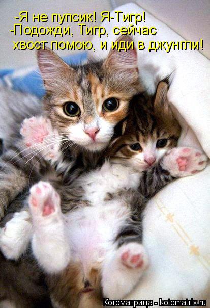 Котоматрица: -Я не пупсик! Я-Тигр! -Подожди, Тигр, сейчас хвост помою, и иди в джунгли!