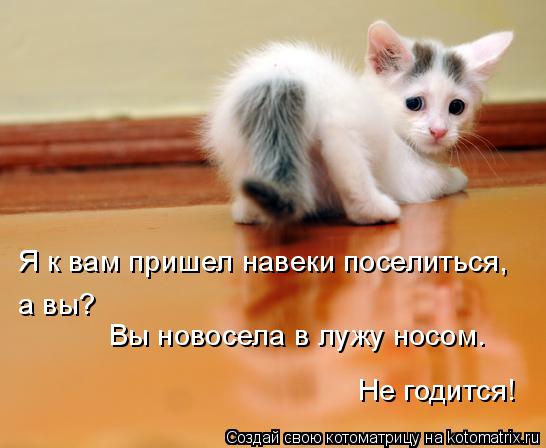 Я к вам пришел навеки поселиться, а вы? Вы новосела в лужу носом. Не годится!... Котоматрица: Я к вам пришел навеки поселиться, а вы? Вы новосела в лужу носом. Не годится!