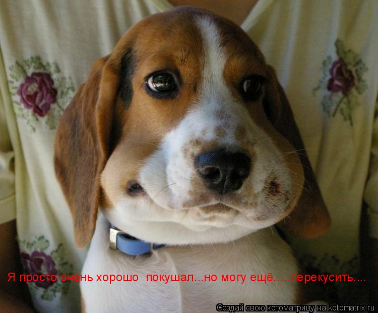 Я просто очень хорошо покушал...но могу ещё.....перекусить....... Котоматрица: Я просто очень хорошо покушал...но могу ещё.....перекусить....